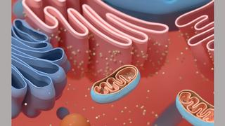 Orange mitochondria cartoon